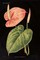 Anthurium Ferrierense on Black Poster Print by Wild Apple Portfolio - Item # VARPDX22359